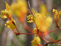 登山道に咲く花　サルトリイバラ