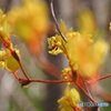 登山道に咲く花　サルトリイバラ