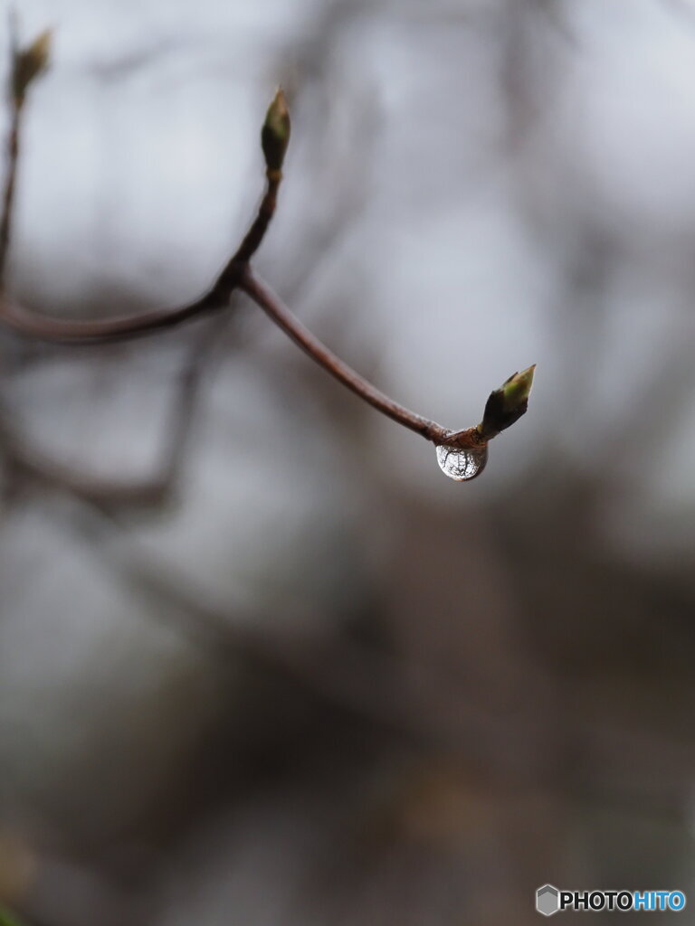 晩秋の雫