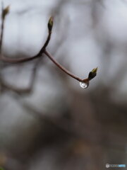 晩秋の雫