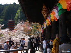 桜の長谷寺4