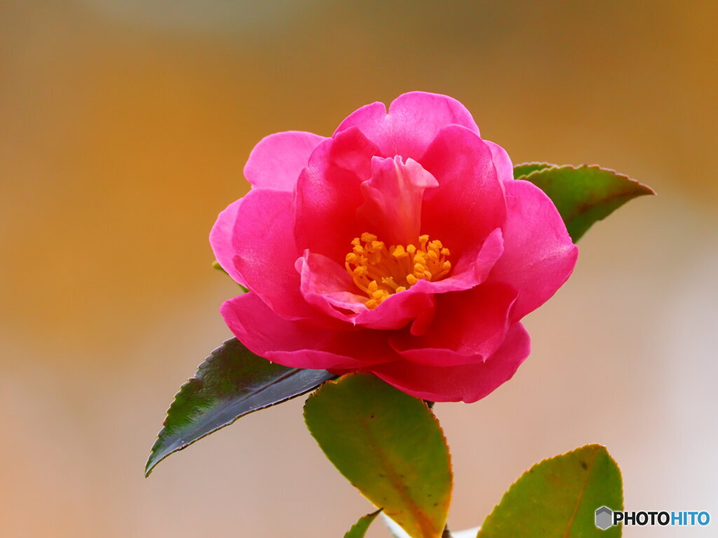 山茶花
