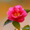 山茶花