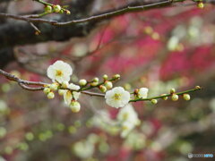 紅白揃い踏み