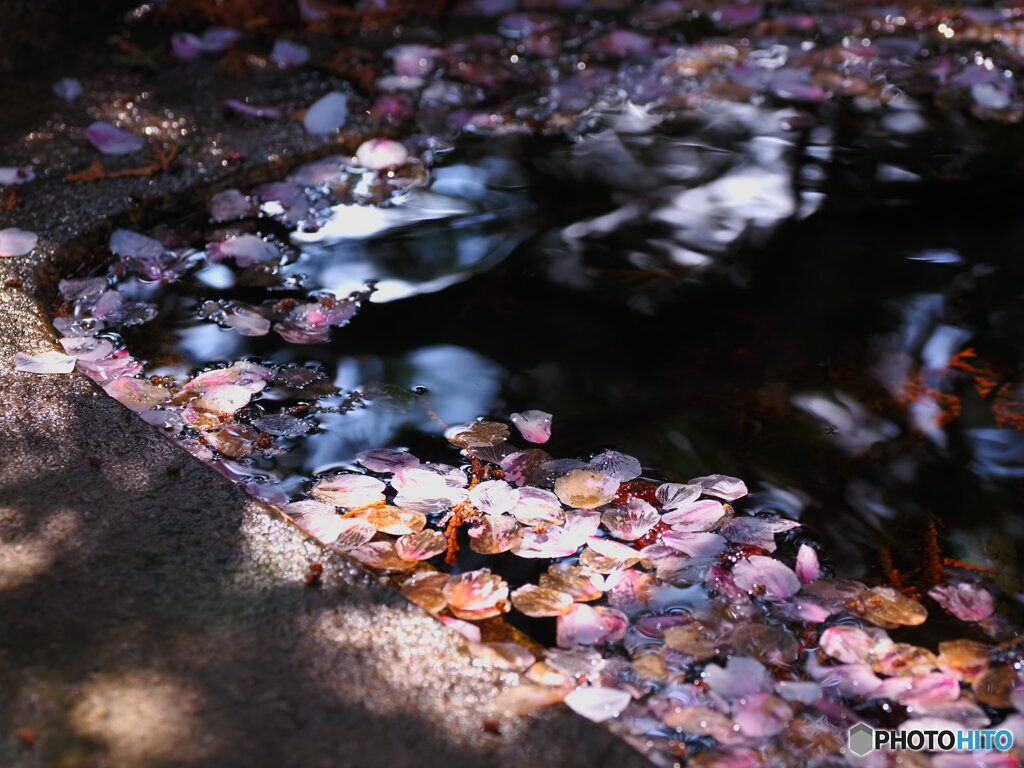 桜色