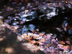 桜色