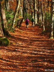 氷ノ山の紅葉4