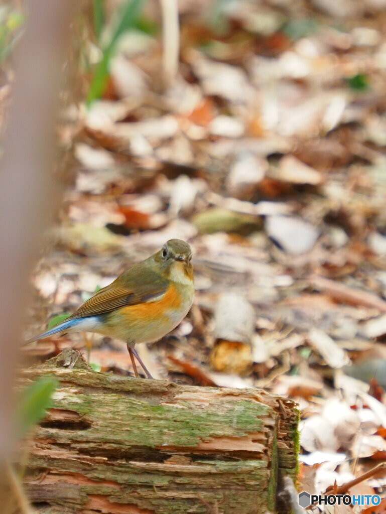 お帰り