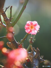 紅梅