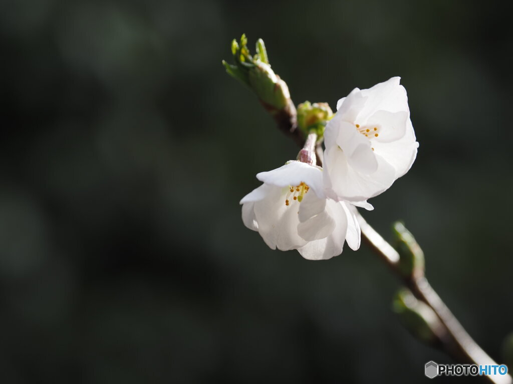 開花
