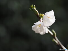 開花