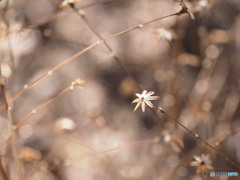 山野のきらめき