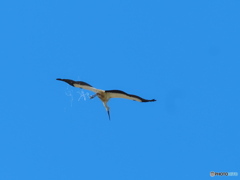 ゴメンナサイ！！