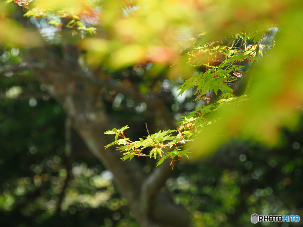 春の紅葉１