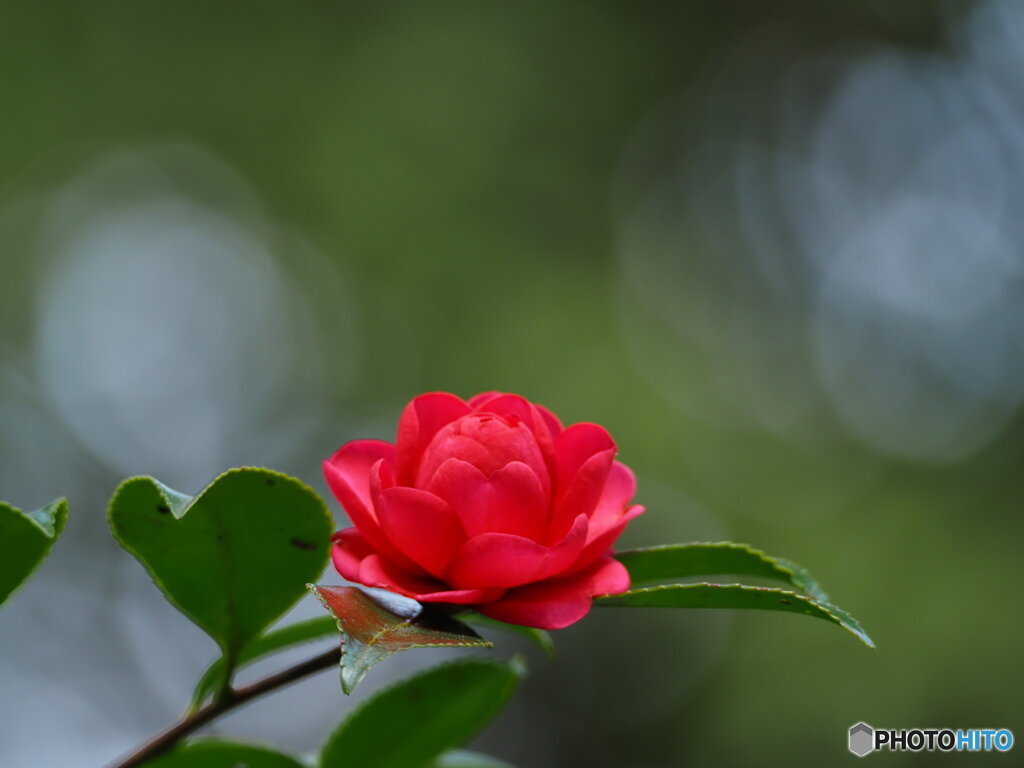 山茶花