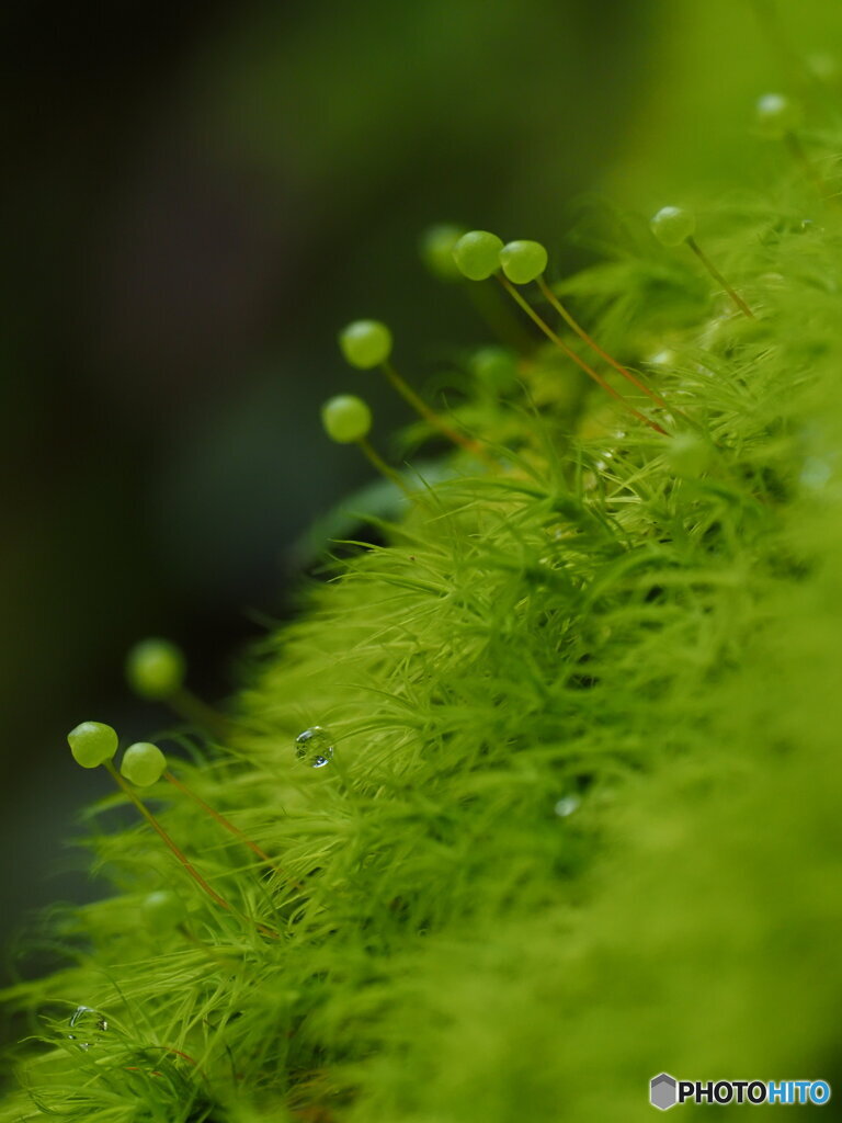 緑のマチ針