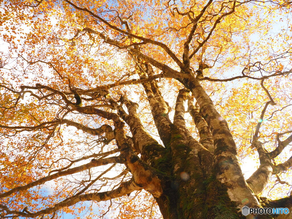 氷ノ山の紅葉3