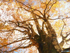 氷ノ山の紅葉3