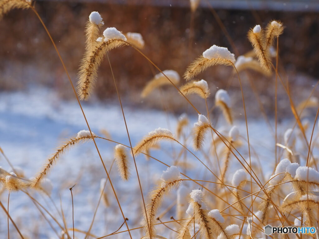 雪を被って．．．