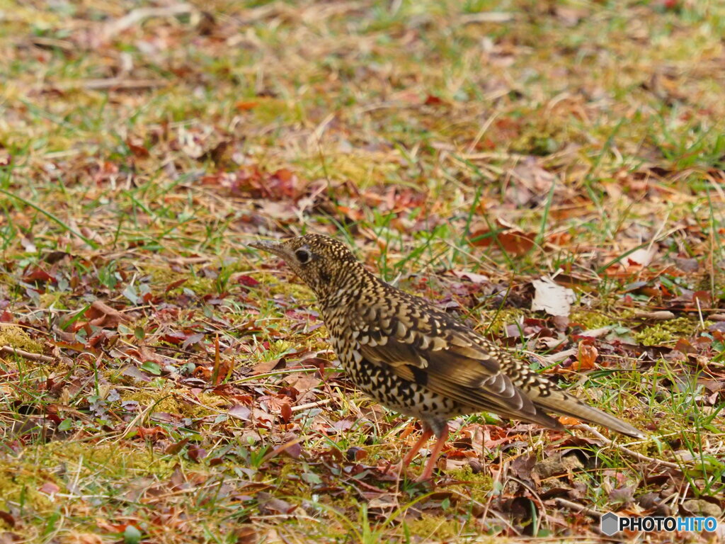 トラちゃん、頑張れ