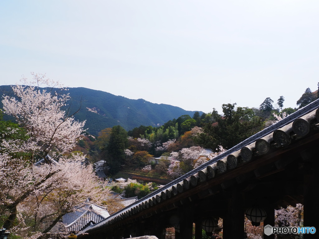 桜の長谷寺2