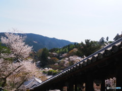 桜の長谷寺2