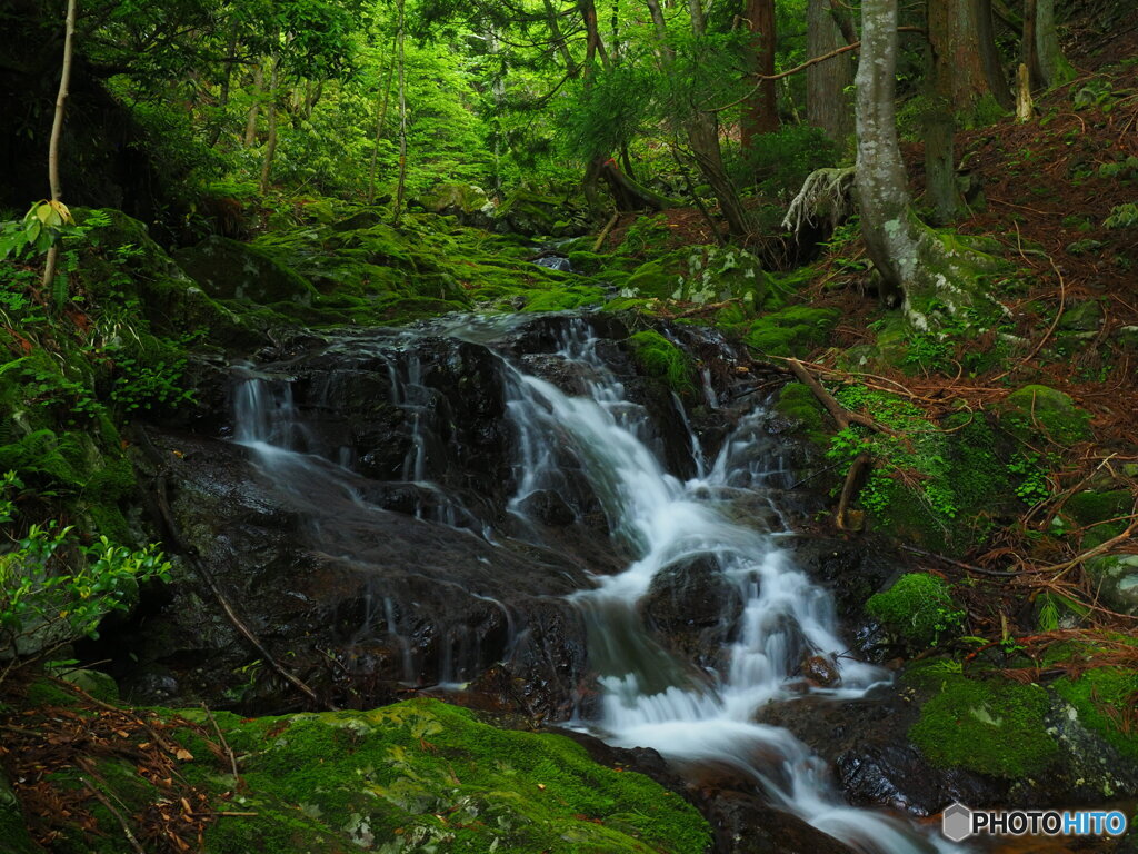 苔の森から