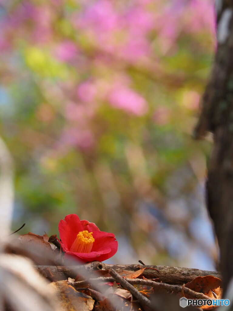 落ちても主役