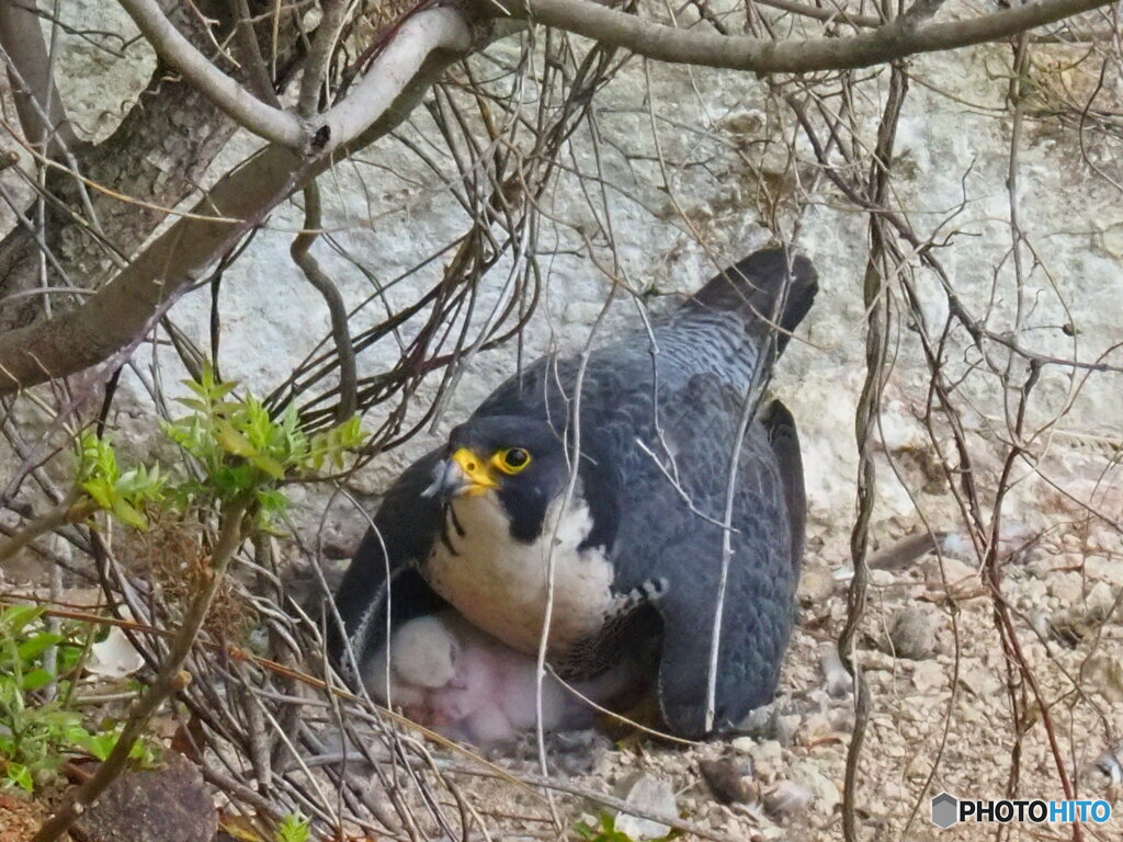 こんにちは赤ちゃん♪