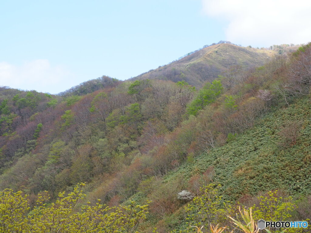萌える山