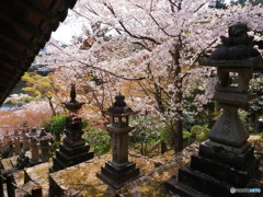 桜の長谷寺3