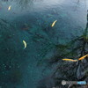 忍野八海・湧池