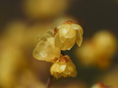 蝋梅