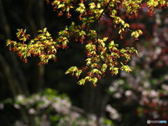 花の共演