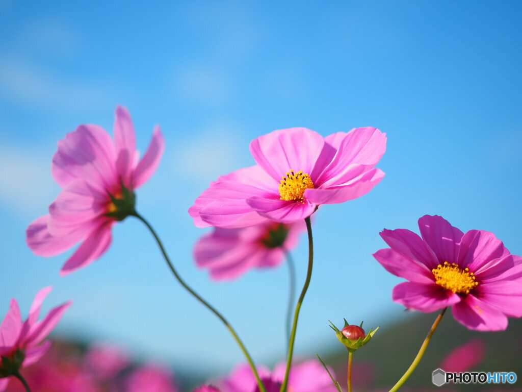 快晴の日のコスモス3