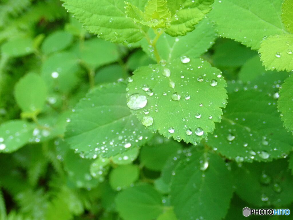 雨の名残