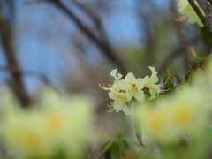 黄色い花を訪ねて4