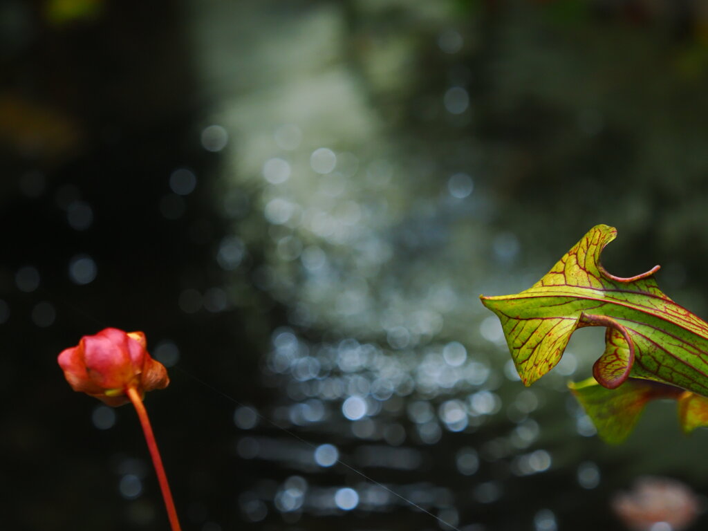 サラセニアの花