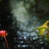 サラセニアの花