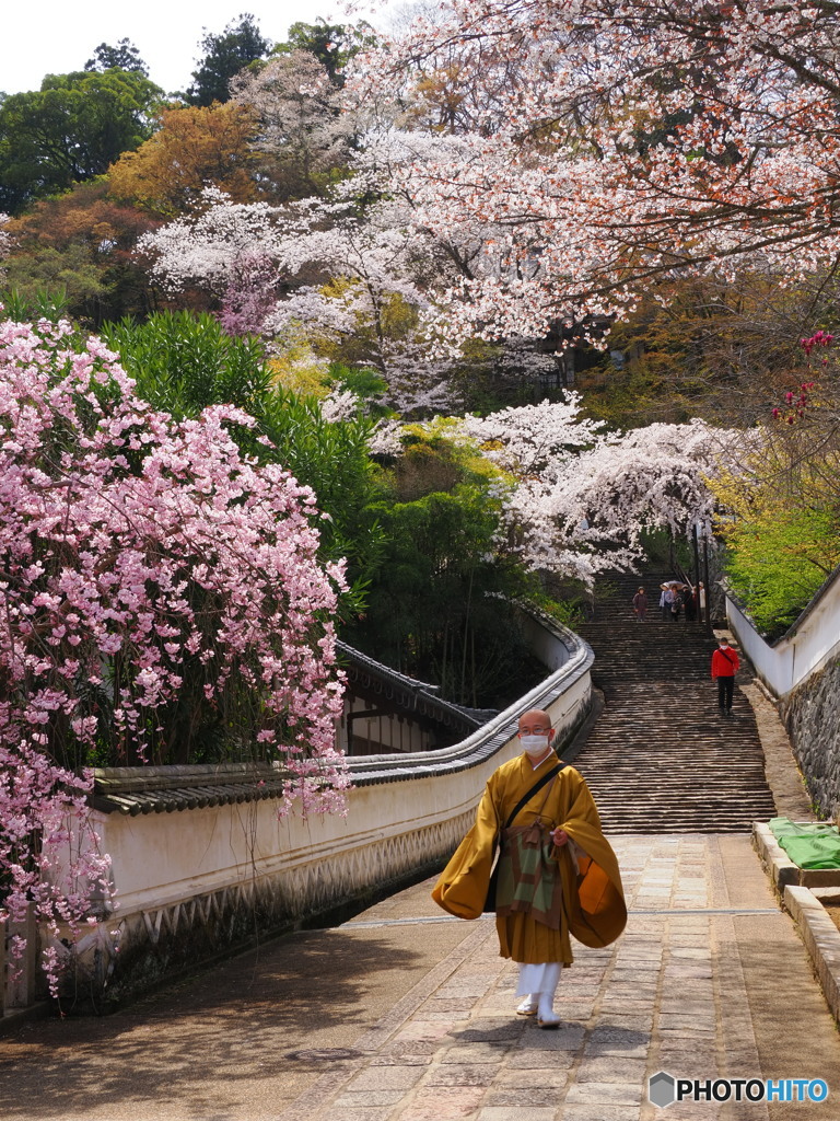 桜の長谷寺