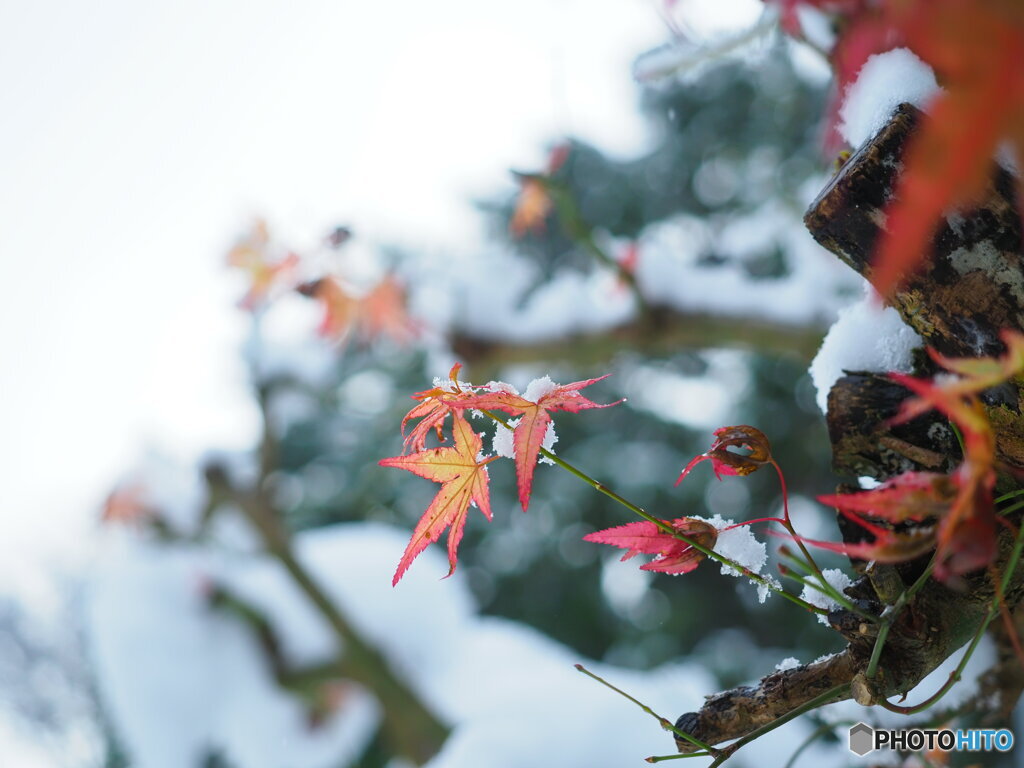 凍える紅葉