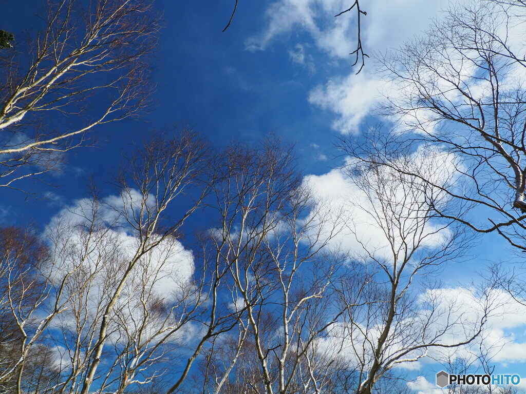 青空に伸びる