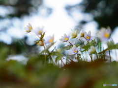 ユキワリイチゲ