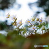 ユキワリイチゲ