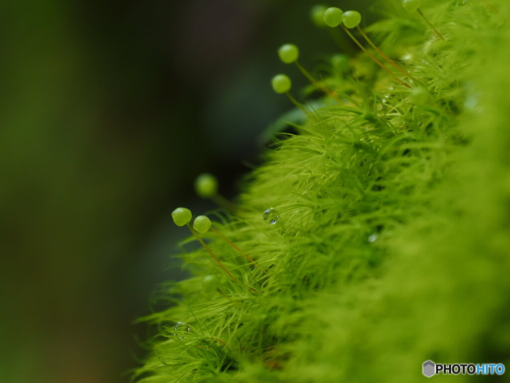 緑のマチ針 2