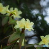黄色い花を訪ねて3