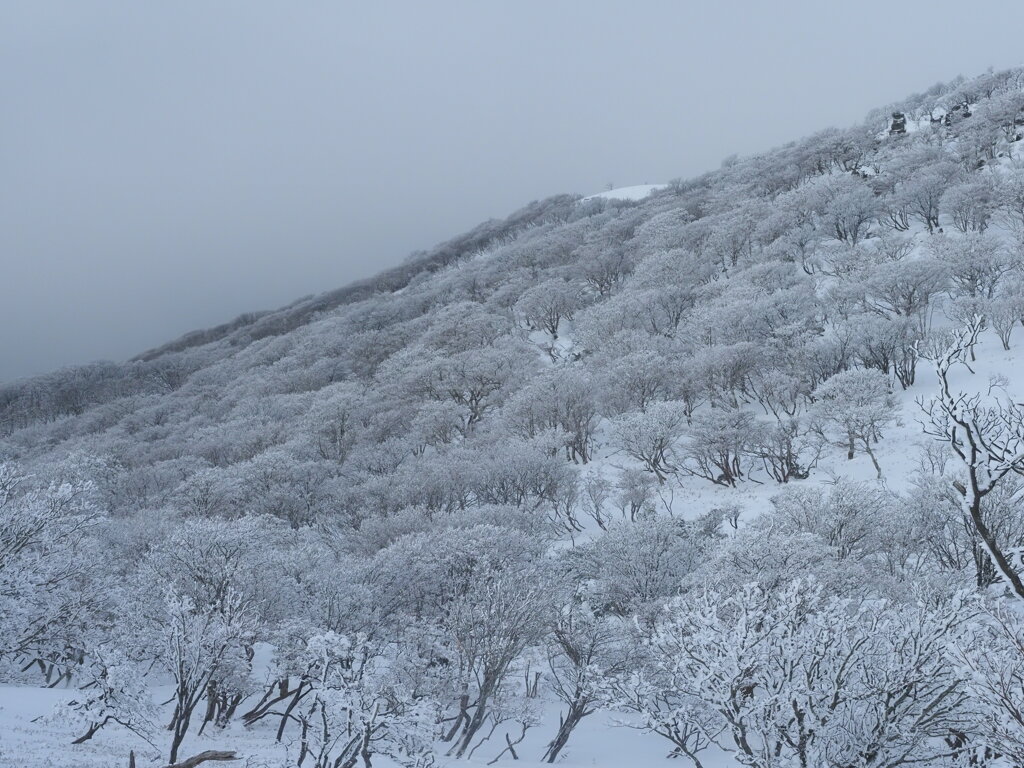 霧氷の森