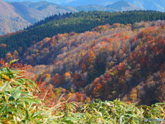 氷ノ山の紅葉