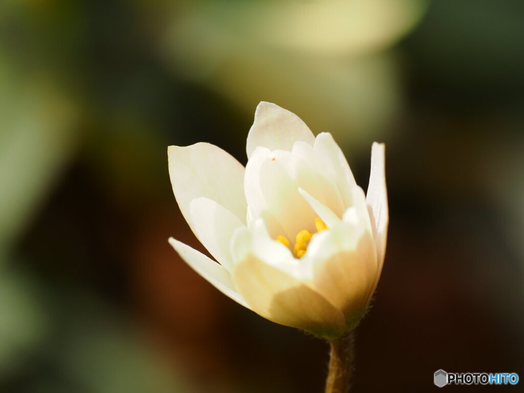 早春の妖精1