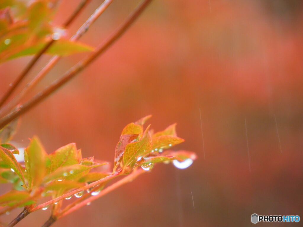 秋雨